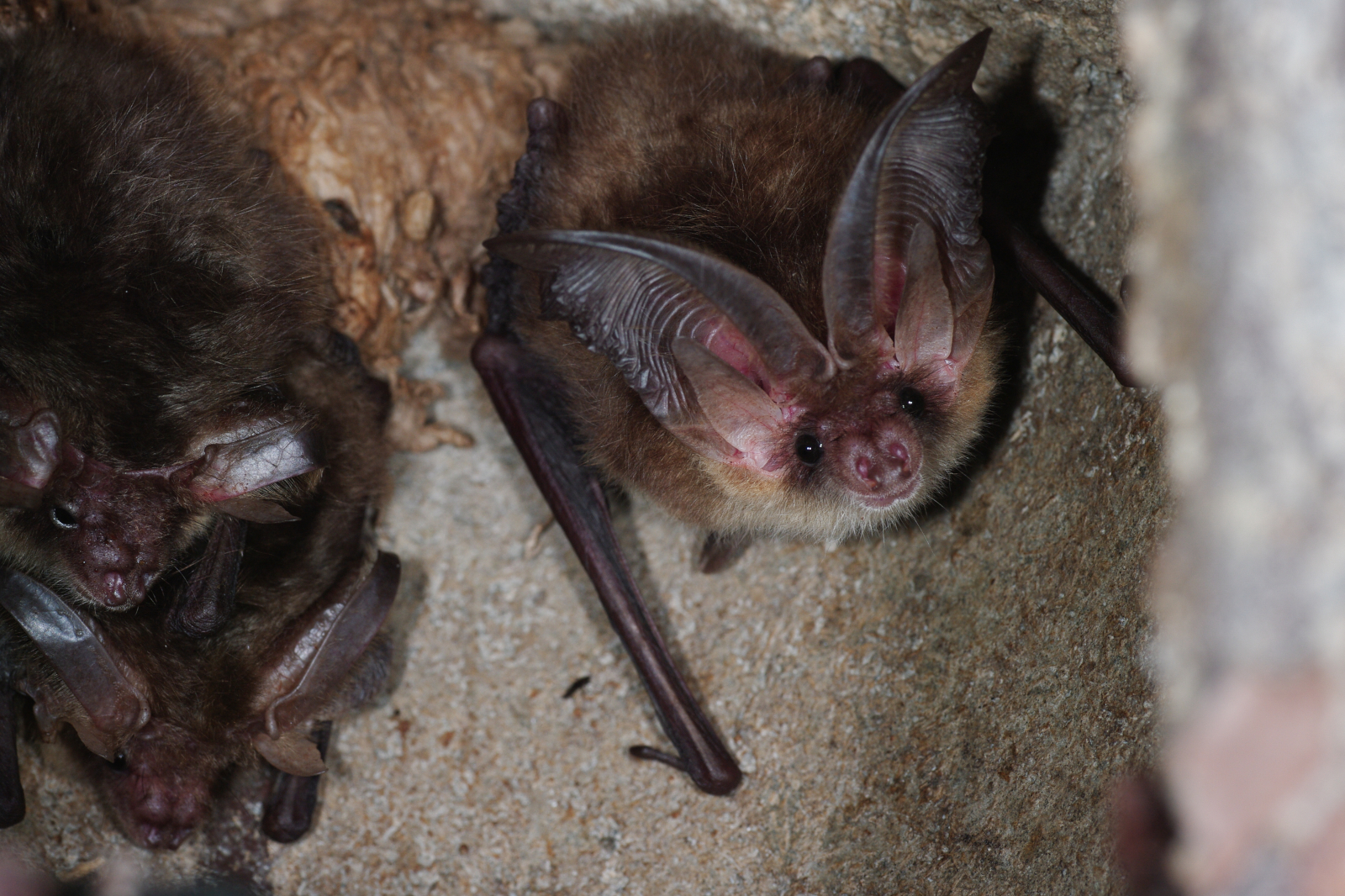 Eine Nahaufnahme von zwei Fledermäusen, die eng zusammenliegen, mit großen Ohren und weichem Fell vor einem felsigen Hintergrund.