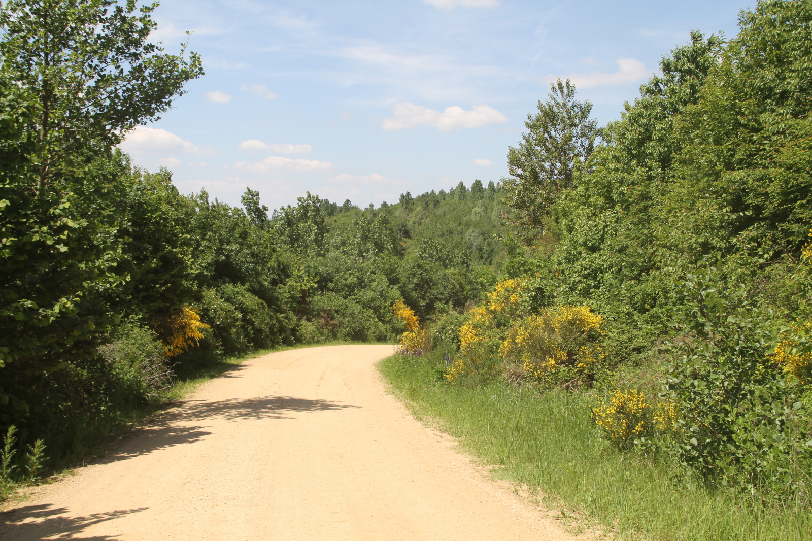 Ein sandiger Weg, der sich durch üppig grüne Bäume schlängelt, mit gelben Blumen entlang der Ränder unter einem blauen Himmel mit Wolken.