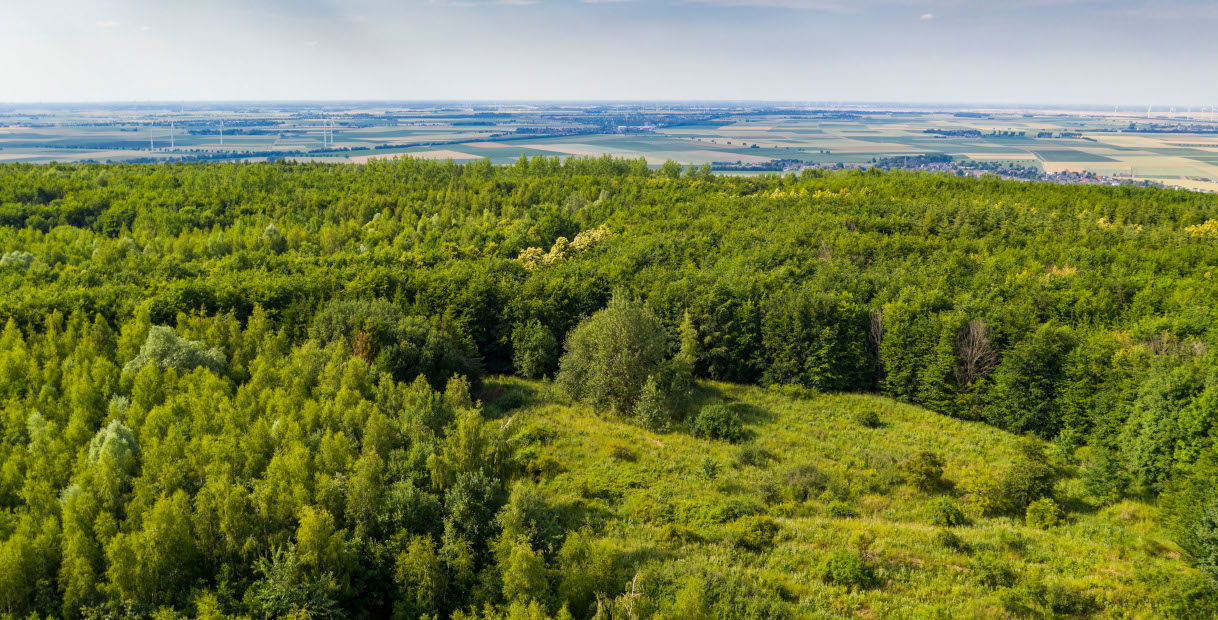 Ein Panoramablick auf üppige grüne Wälder mit Feldern und Windkraftanlagen in der Ferne unter einem klaren blauen Himmel.