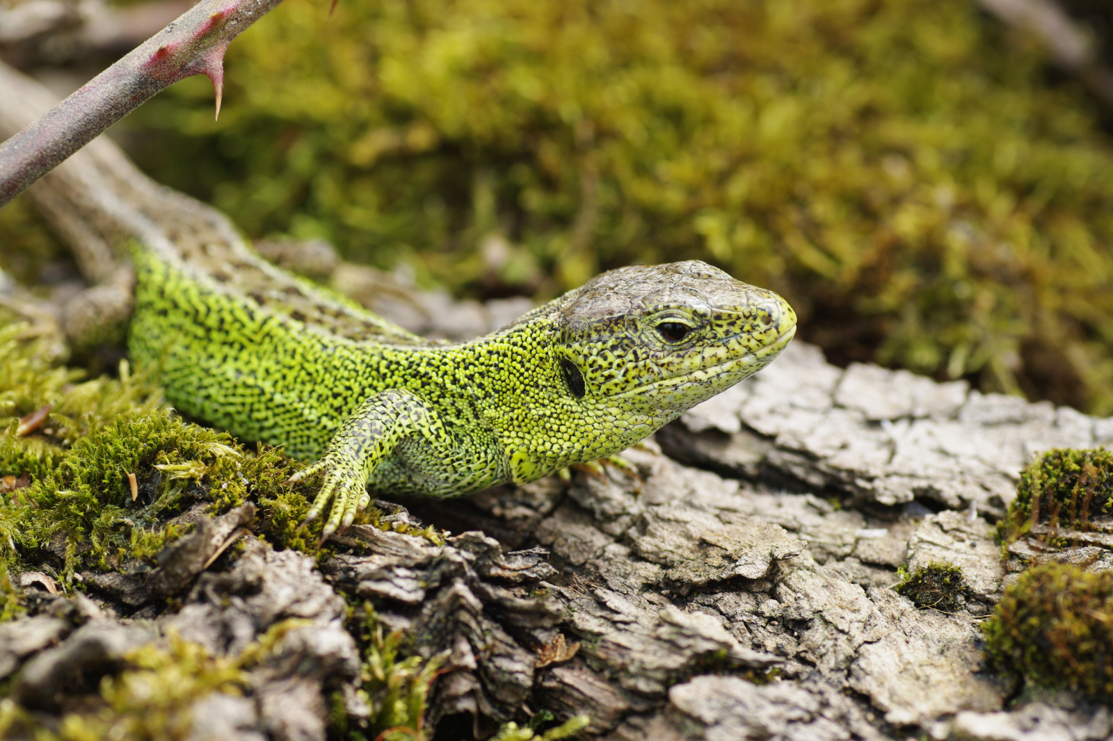 Eine Nahaufnahme einer grünen Eidechse, die auf strukturiertem Baumrinde sitzt, umgeben von Moos und natürlicher Landschaft.