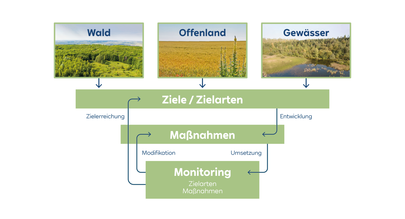 Drei Bilder zeigen Wald, Offenland und Gewässer, um Ziele, Maßnahmen und Monitoring in der Natur zu verdeutlichen.