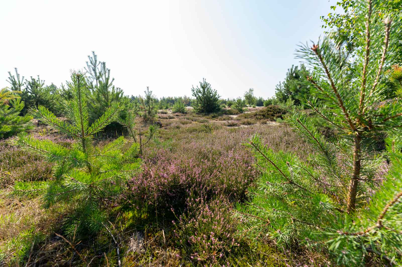 A view of a wooded landscape featuring young pine trees and purple heather in the foreground.