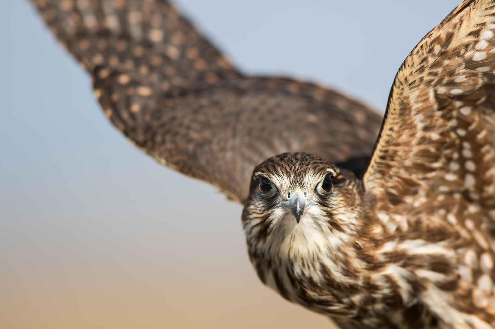 A close-up of a bird with speckled feathers and an alert gaze, captured mid-flight.