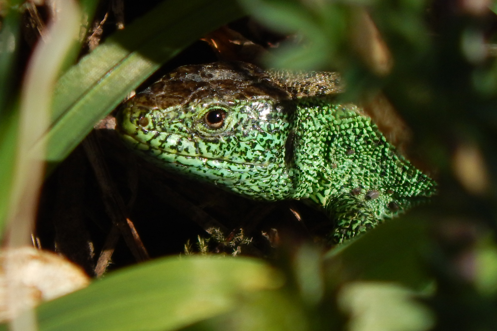 Eine Nahaufnahme des Kopfes einer grünen Echse, die teilweise zwischen grünen Blättern verborgen ist.