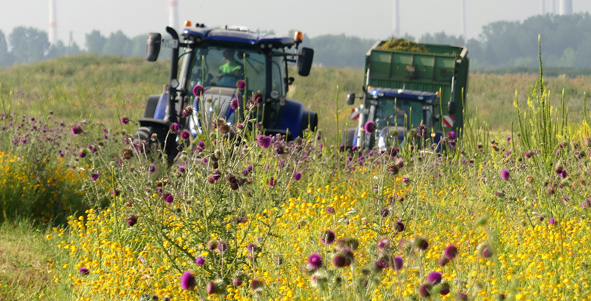Zwei blaue Traktoren arbeiten in einem Wildblumenfeld, das mit lila und gelben Blumen unter einem klaren Himmel gefüllt ist.