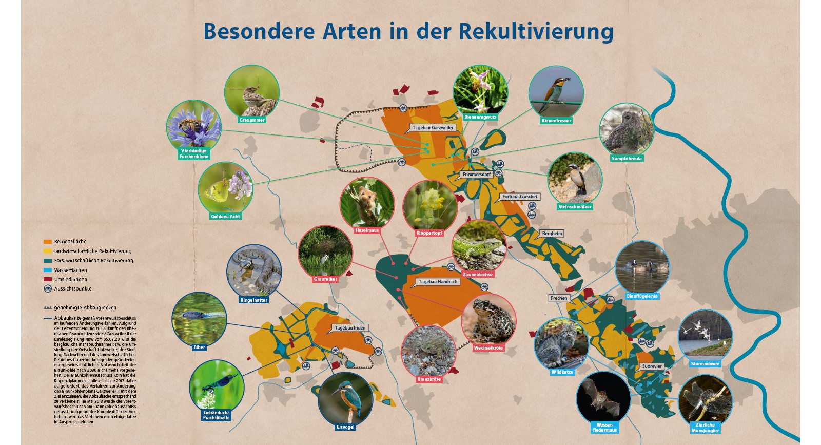 Karte mit besonderen Arten in der Rekultivierung. Verschiedene Tiere und Pflanzen sind abgebildet und beschriftet.