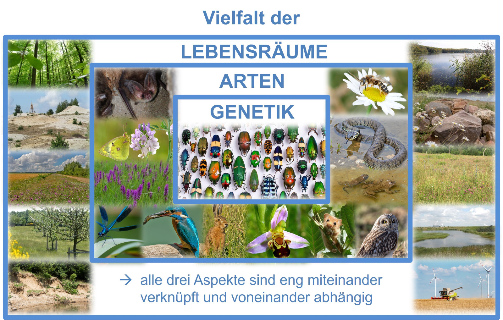 Eine informative Collage, die verschiedene Ökosysteme, Arten und Genetik zeigt, mit dem Text 'Vielfalt der Lebensräume'.