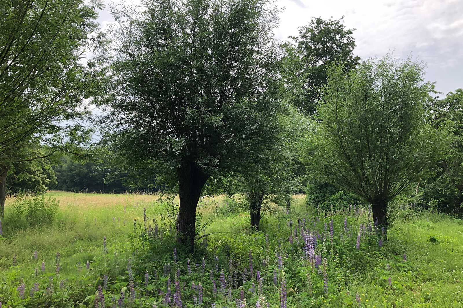 Eine grüne Wiese mit mehreren Bäumen und lila blühenden Pflanzen im Vordergrund. Der Himmel ist bewölkt.