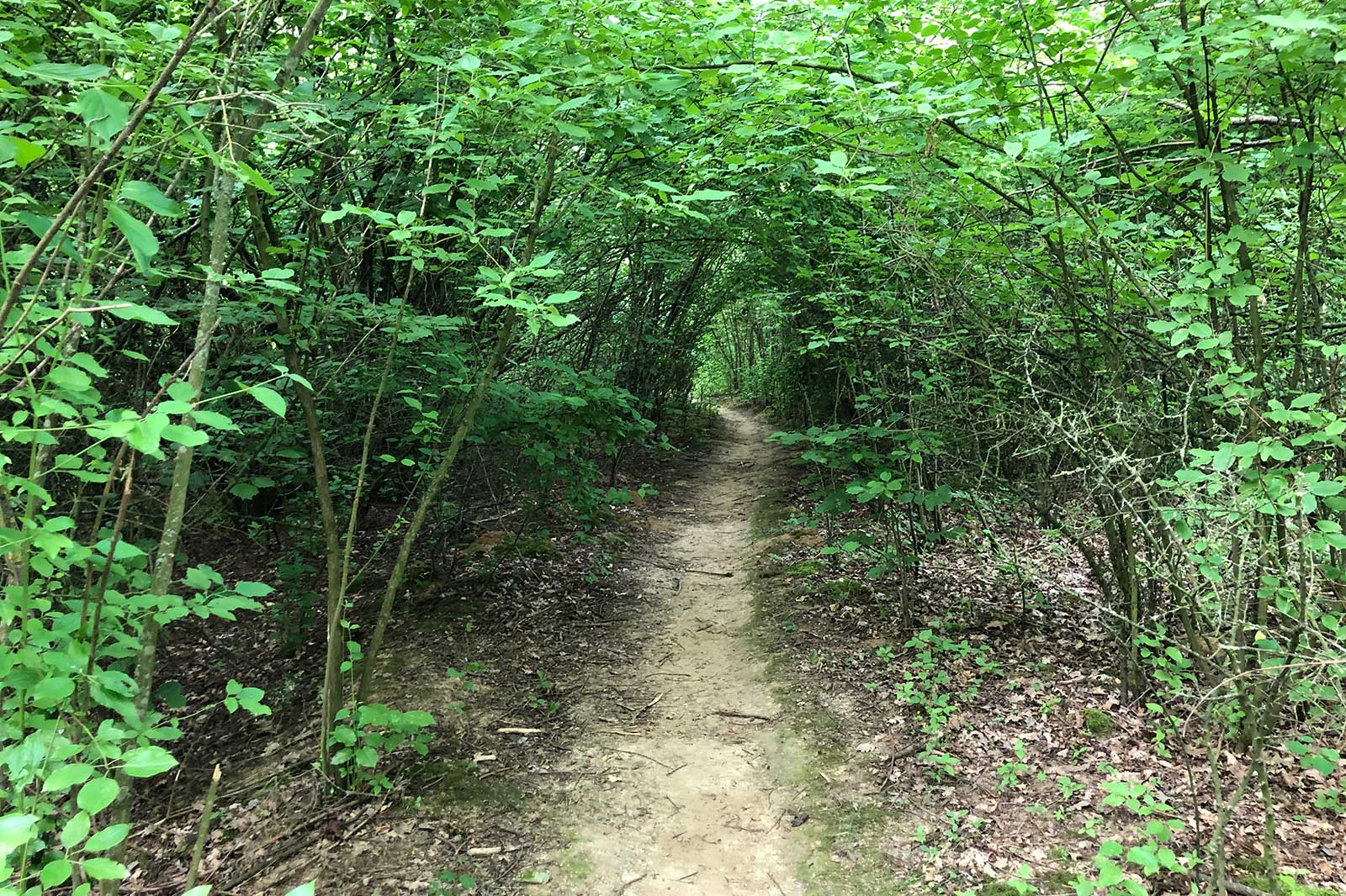 Ein schmaler Pfad führt durch einen dichten, grünen Wald mit vielen Laubbäumen und Büschen.
