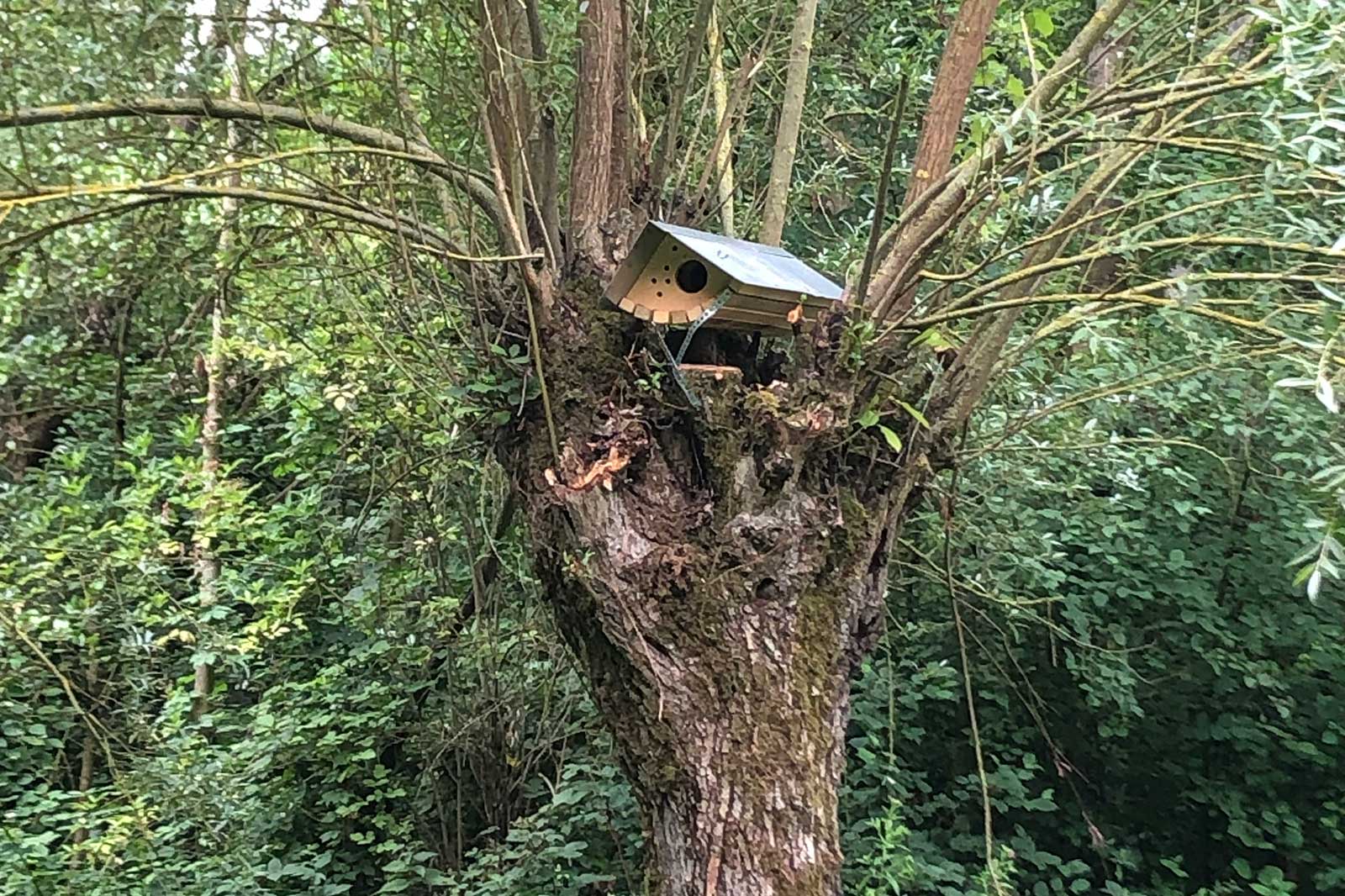 Ein Vogelhaus sitzt auf einem Baumstamm, umgeben von üppigem Grün, in einem ruhigen Waldgebiet.