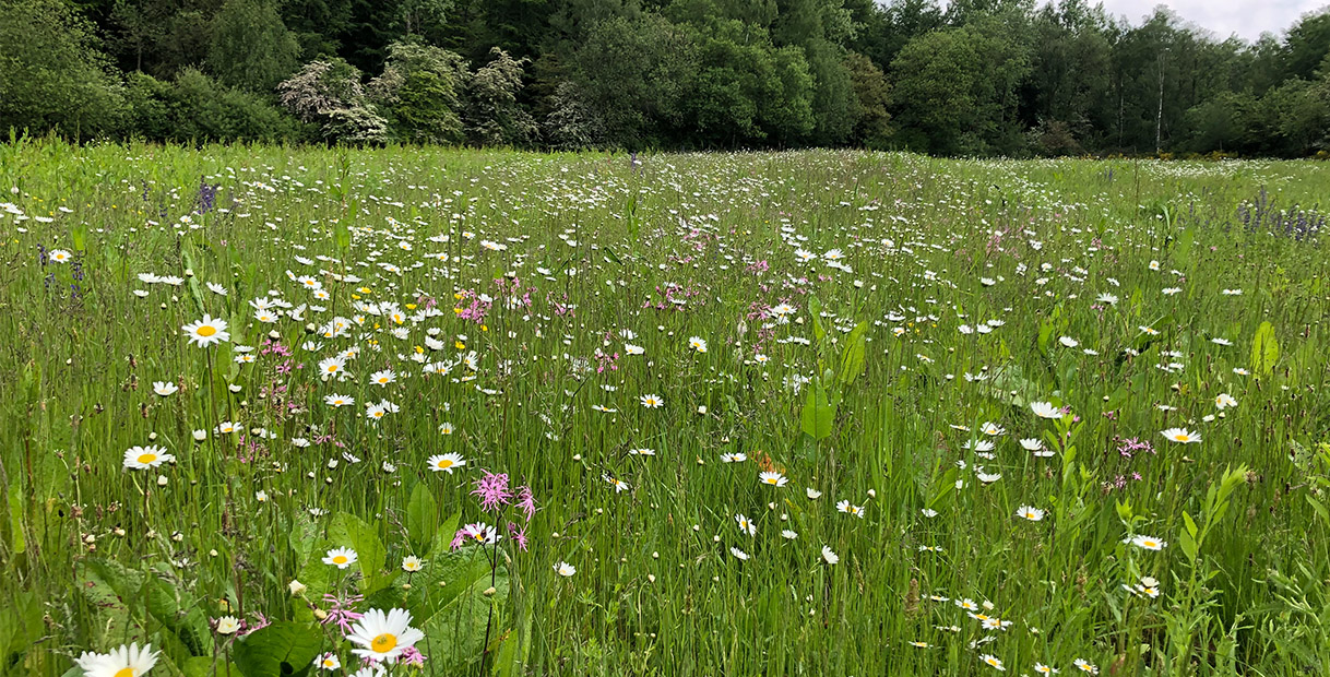 Eine lebendige Wildblumenwiese, gefüllt mit weißen Gänseblümchen und verschiedenen bunten Blumen unter einem klaren Himmel.