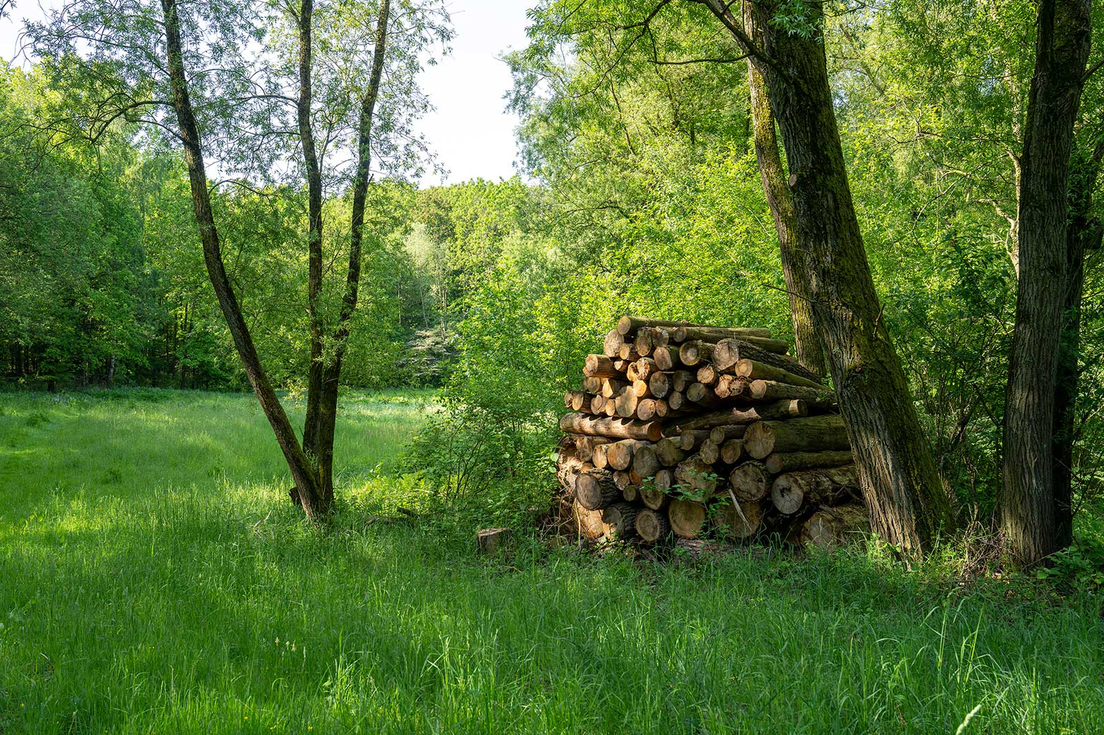 Ein Stapel von Baumstämmen liegt neben zwei Bäumen in einer üppigen Waldlichtung, umgeben von lebhaftem Laub.