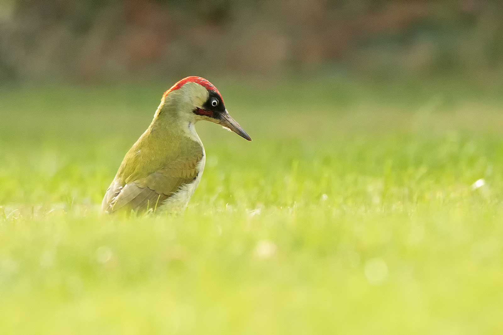 Ein Grünspecht sitzt auf dem Gras und schaut nach unten, mit seiner charakteristischen roten Krone und einem neugierigen Blick.