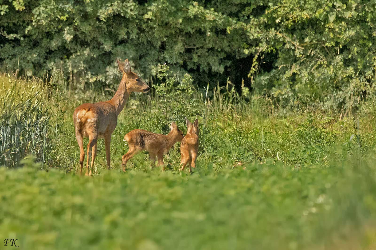 Eine Rehgeiß und zwei Rehkitz stehen in einem üppigen grünen Feld, umgeben von Bäumen, und zeigen eine friedliche natürliche Umgebung.
