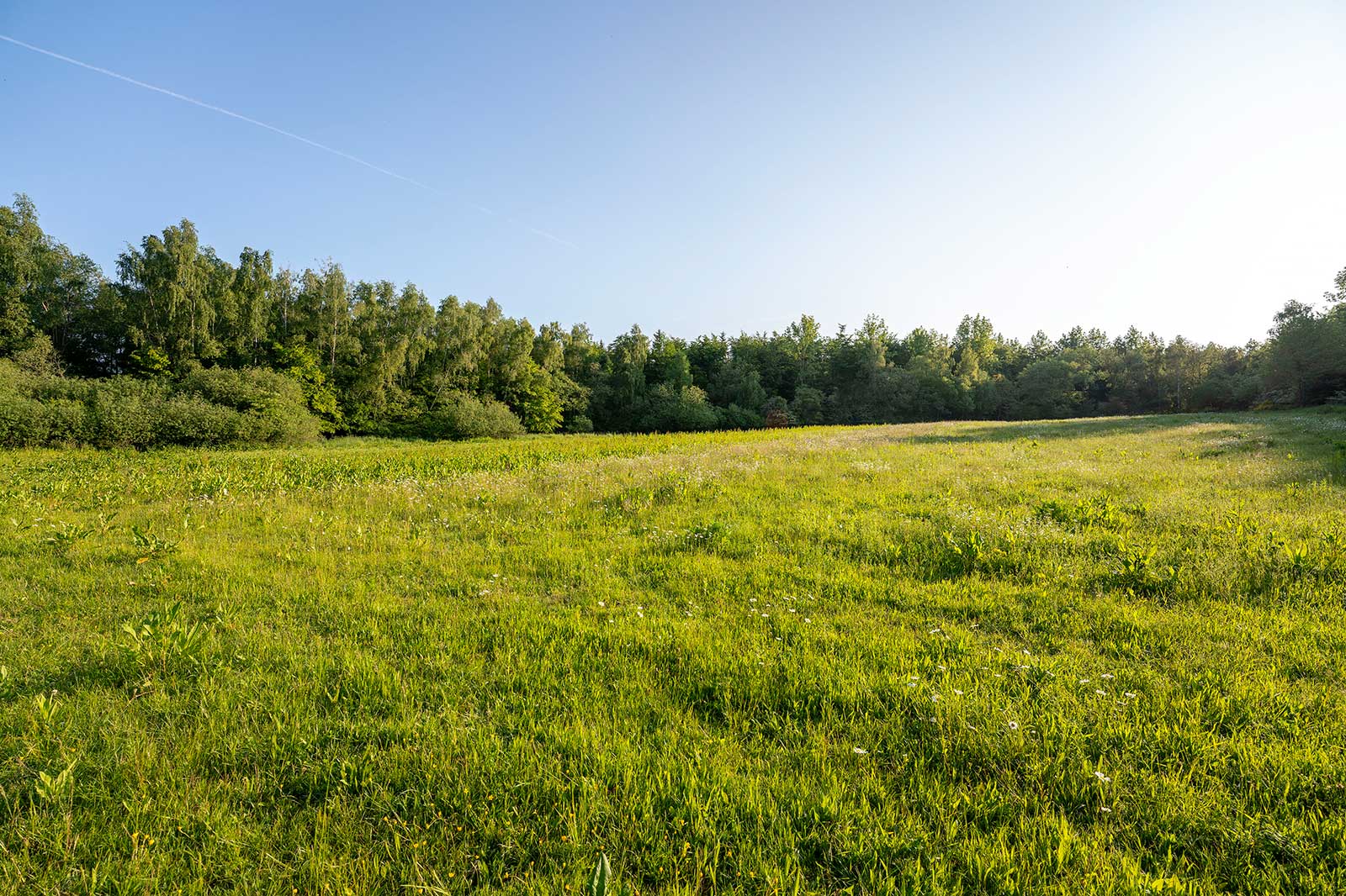 Eine sonnige Wiese mit üppigem grünem Gras und einem Baumhain im Hintergrund unter einem klaren blauen Himmel.
