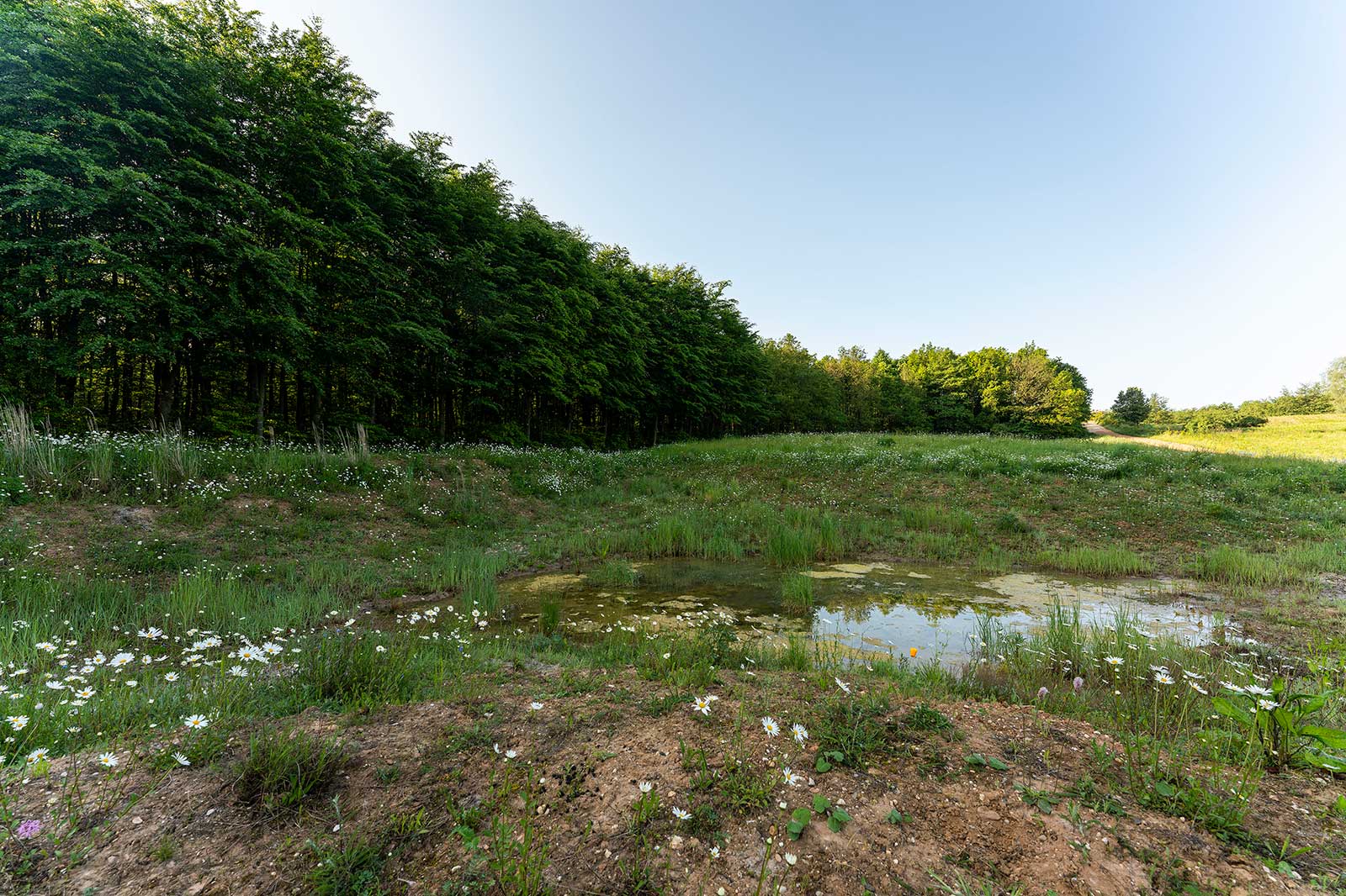 Eine ruhige Landschaft mit einem Teich, umgeben von Wildblumen und einem Wald im Hintergrund unter einem klaren blauen Himmel.