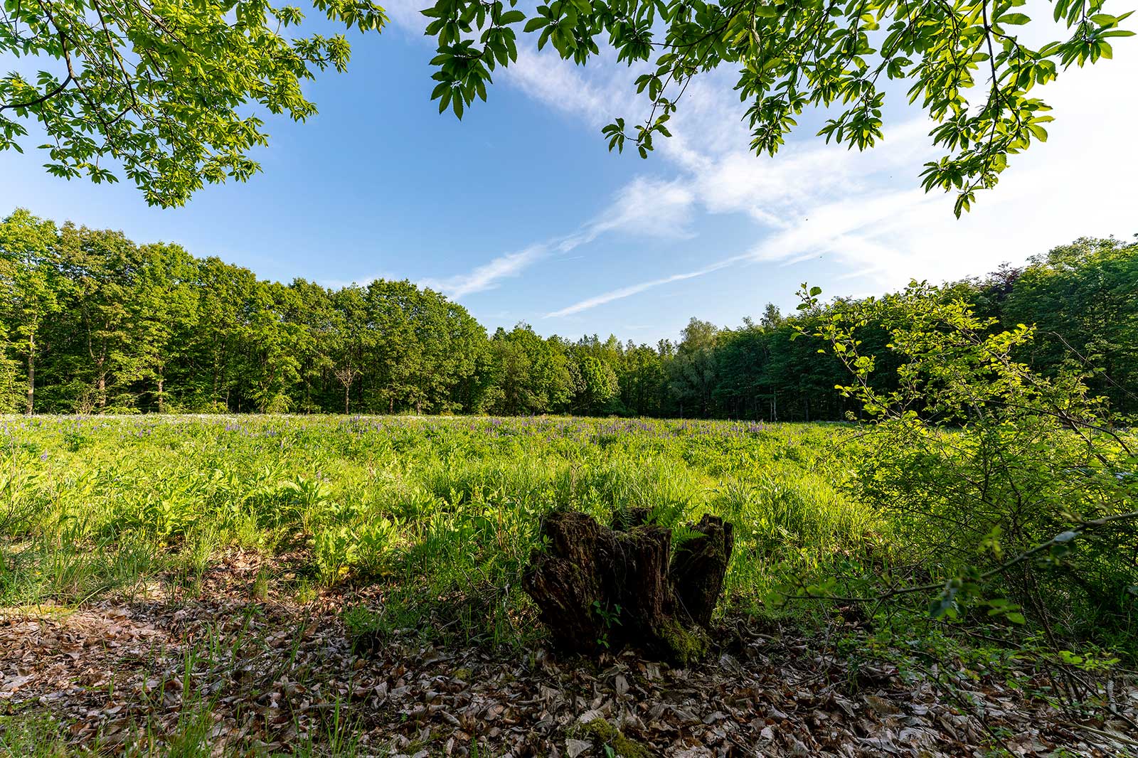Eine sonnige Wiese, umgeben von Bäumen und einem klaren blauen Himmel, mit grünem Gras und einem Holzstumpf im Vordergrund.