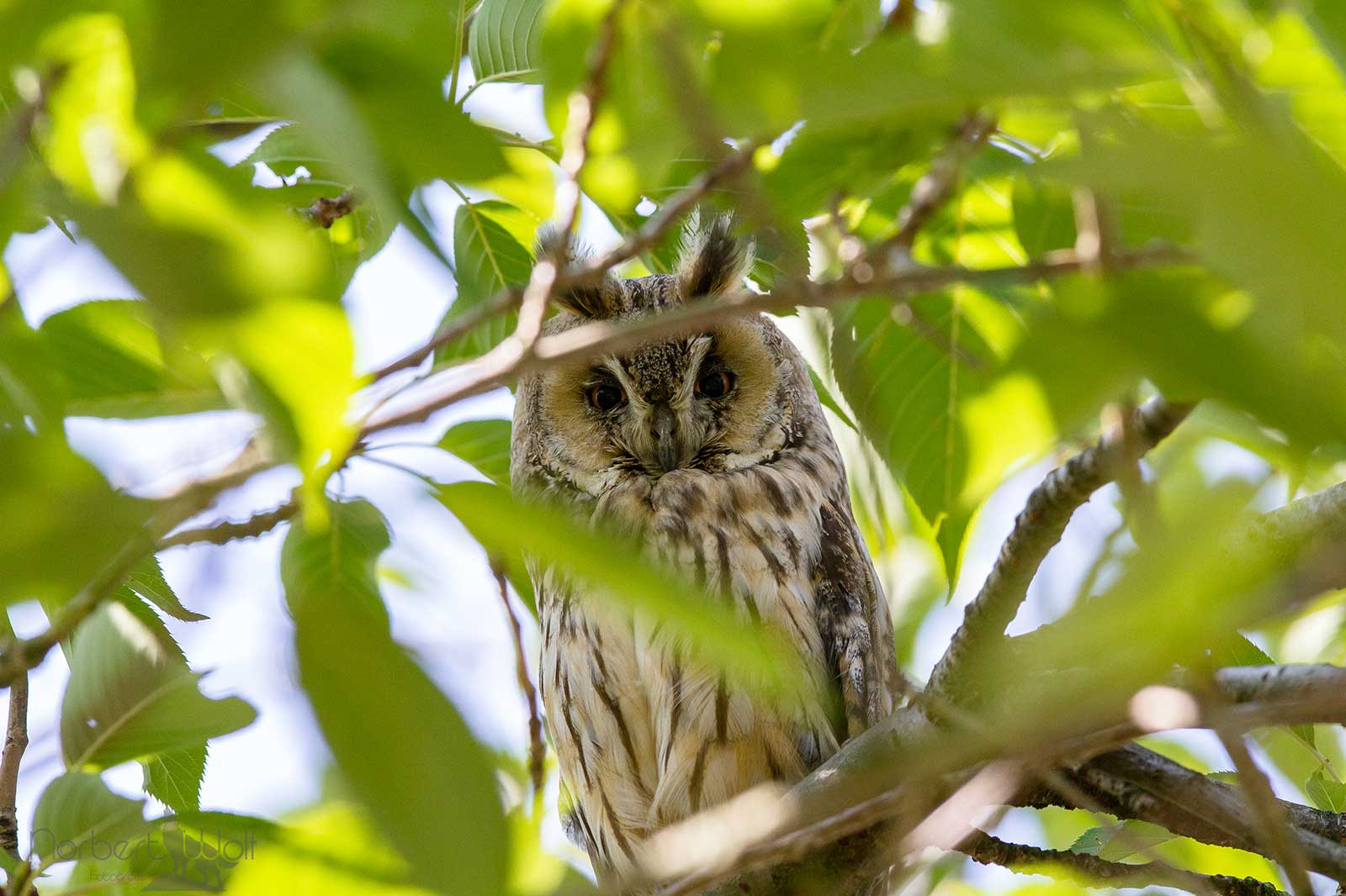 Eine Waldohreule sitzt zwischen grünen Blättern und schaut direkt zum Betrachter mit ihren charakteristischen Ohrbüscheln.