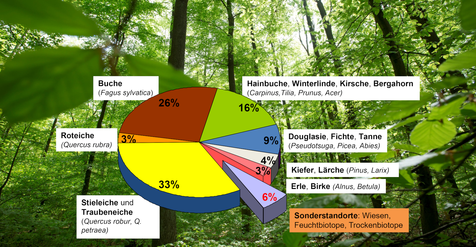 Diagramm im Wald zeigt die Verteilung verschiedener Baumarten: Buche, Roteiche, Kiefer und ihre Anteile in Prozent.
