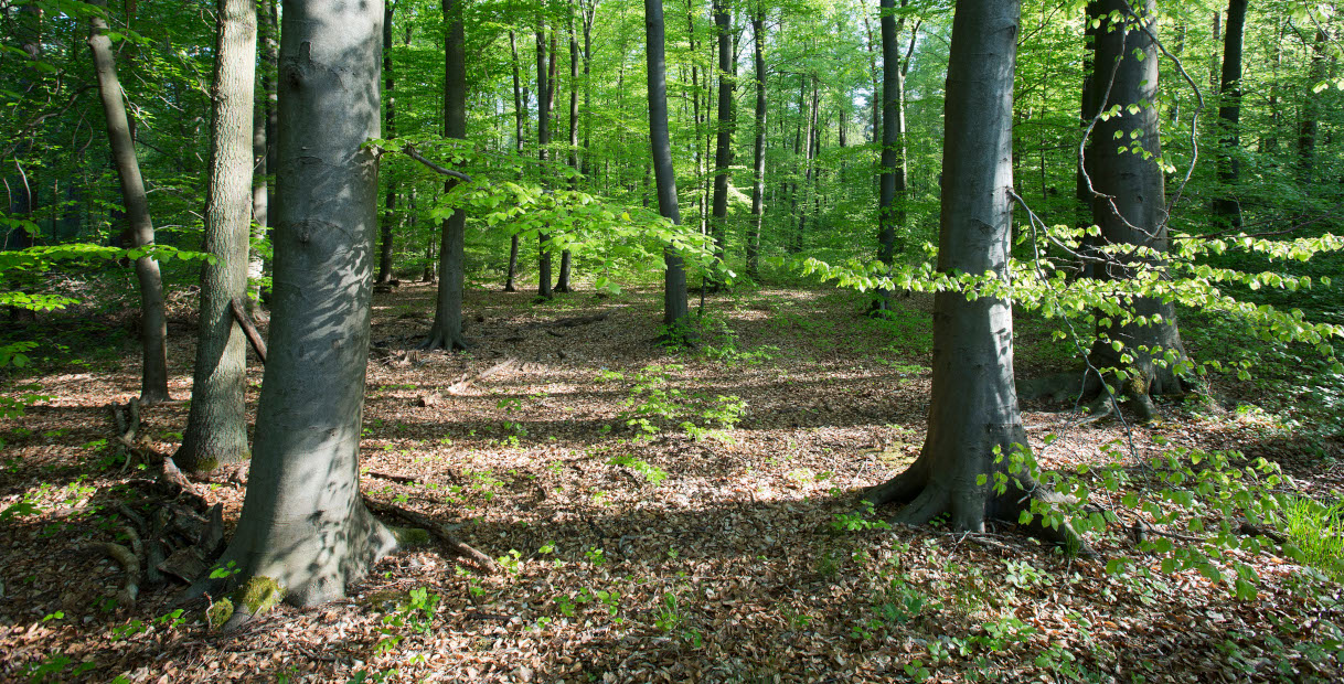 Eine ruhige Waldszene mit hohen Bäumen und üppigen grünen Blättern, die einen Teppich aus gefallenen Blättern auf dem Boden bilden.