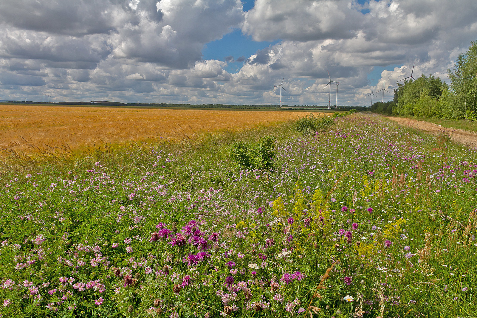 Eine lebendige Wiese mit Wildblumen neben einem goldenen Weizenfeld unter einem bewölkten Himmel, mit Windturbinen in der Ferne.