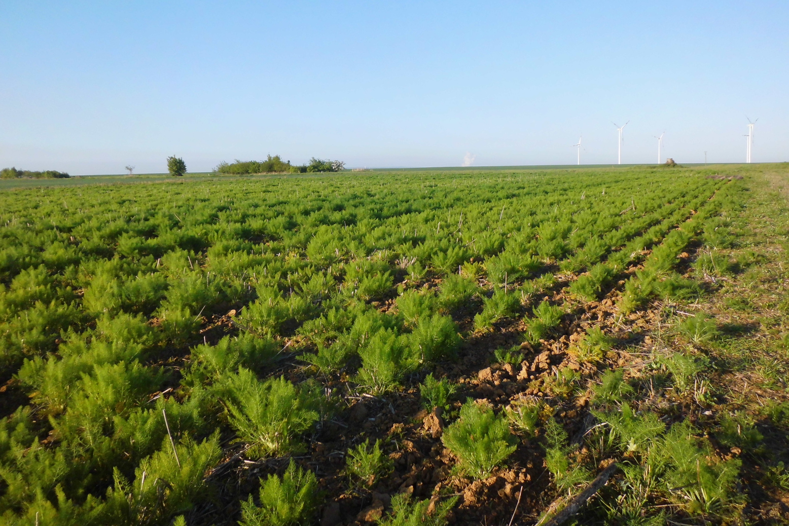 Ein üppiges grünes Feld voller junger Pflanzen, mit Windkraftanlagen am Horizont unter einem klaren blauen Himmel.