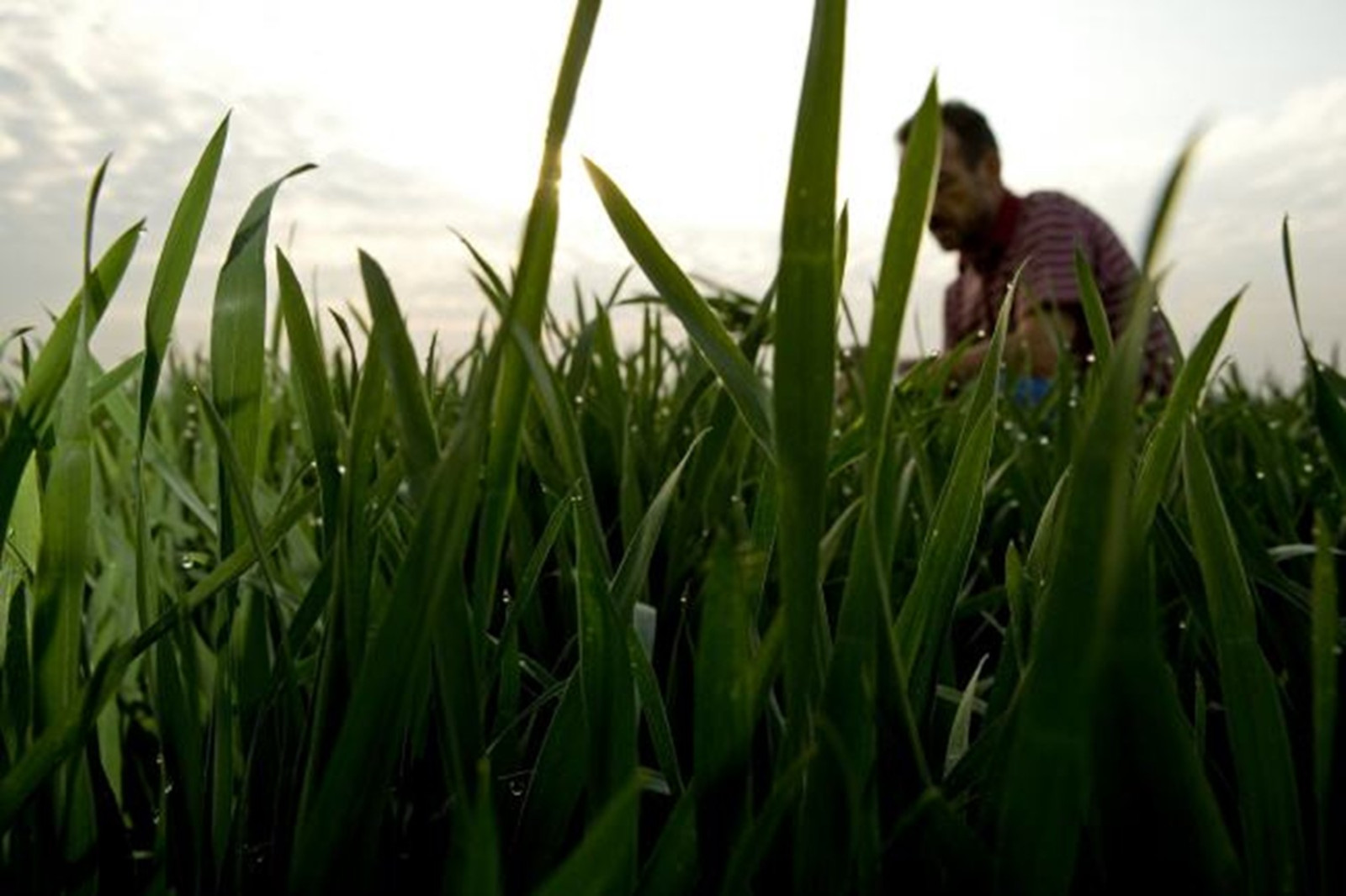 Eine Person sammelt etwas auf einem Feld, umgeben von hohem, grünem Gras mit Wassertropfen, unter einem bewölkten Himmel.