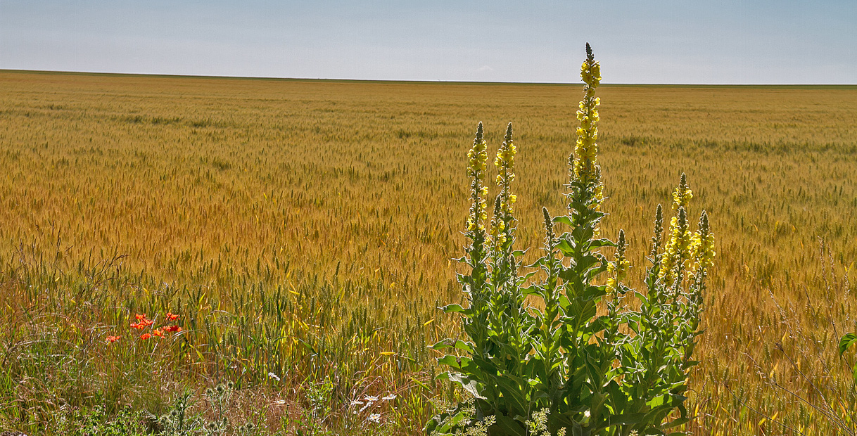 Ein Feld mit goldenem Gras und einer hohen gelben Blume im Vordergrund unter einem klaren Himmel.
