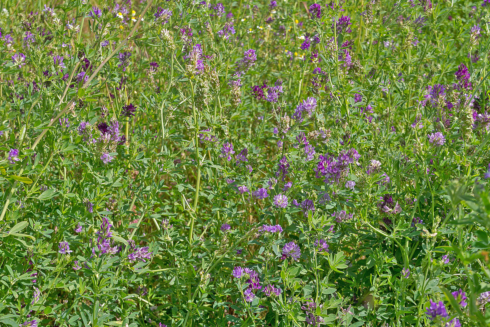Ein üppiges grünes Feld mit lebhaften lila Blumen und grünem Laub unter hellem Sonnenlicht.