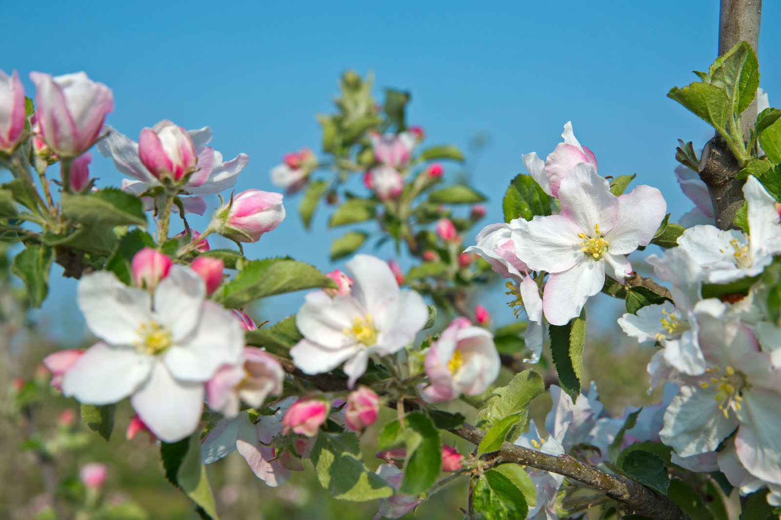 Eine Nahaufnahme von Apfelblüten mit weißen Blütenblättern und rosa Rändern vor einem klaren blauen Himmel.