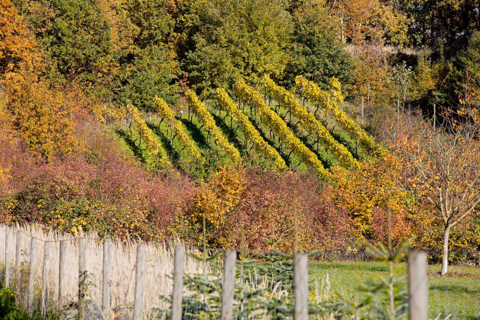 Ein malerischer Weinberg mit Reihen von Reben auf einem Hügel, umgeben von herbstlichem Laub in lebhaften Farben.