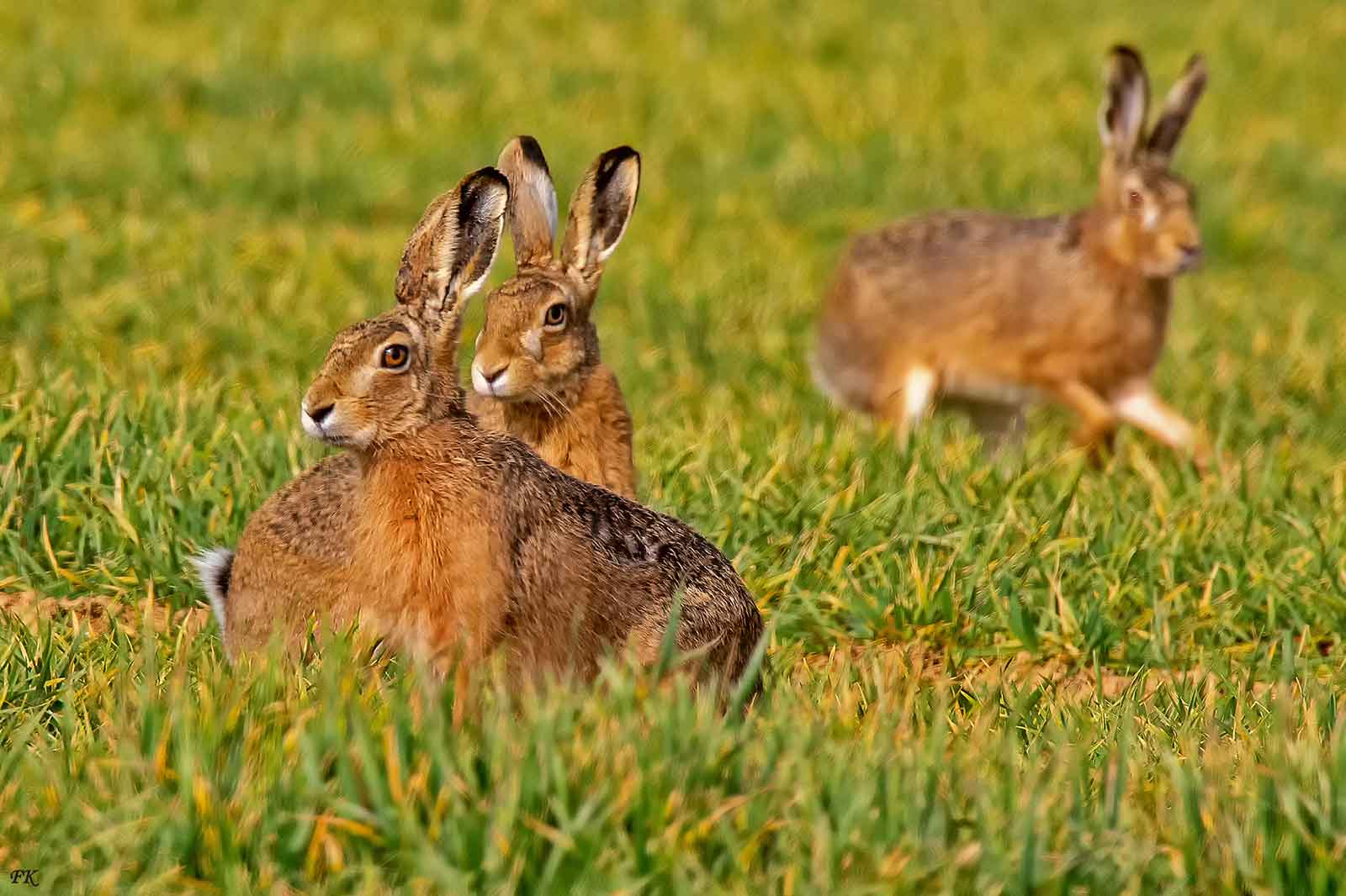 Drei braune Hasen sind auf einer grünen Wiese zu sehen, wobei zwei nah beieinander sitzen und einer im Hintergrund läuft.