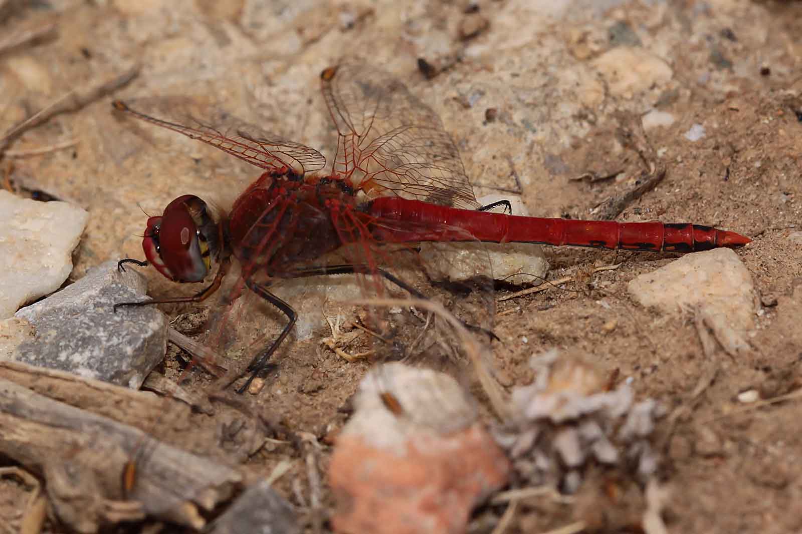 Eine Nahaufnahme einer roten Libelle, die auf sandigem Boden ruht, umgeben von Kieseln und trockenen Pflanzenteilen.