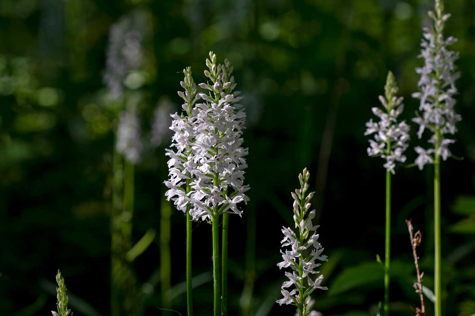 Cluster von zarten weißen Blumen stehen hoch vor einem verschwommenen grünen Hintergrund im Sonnenlicht.