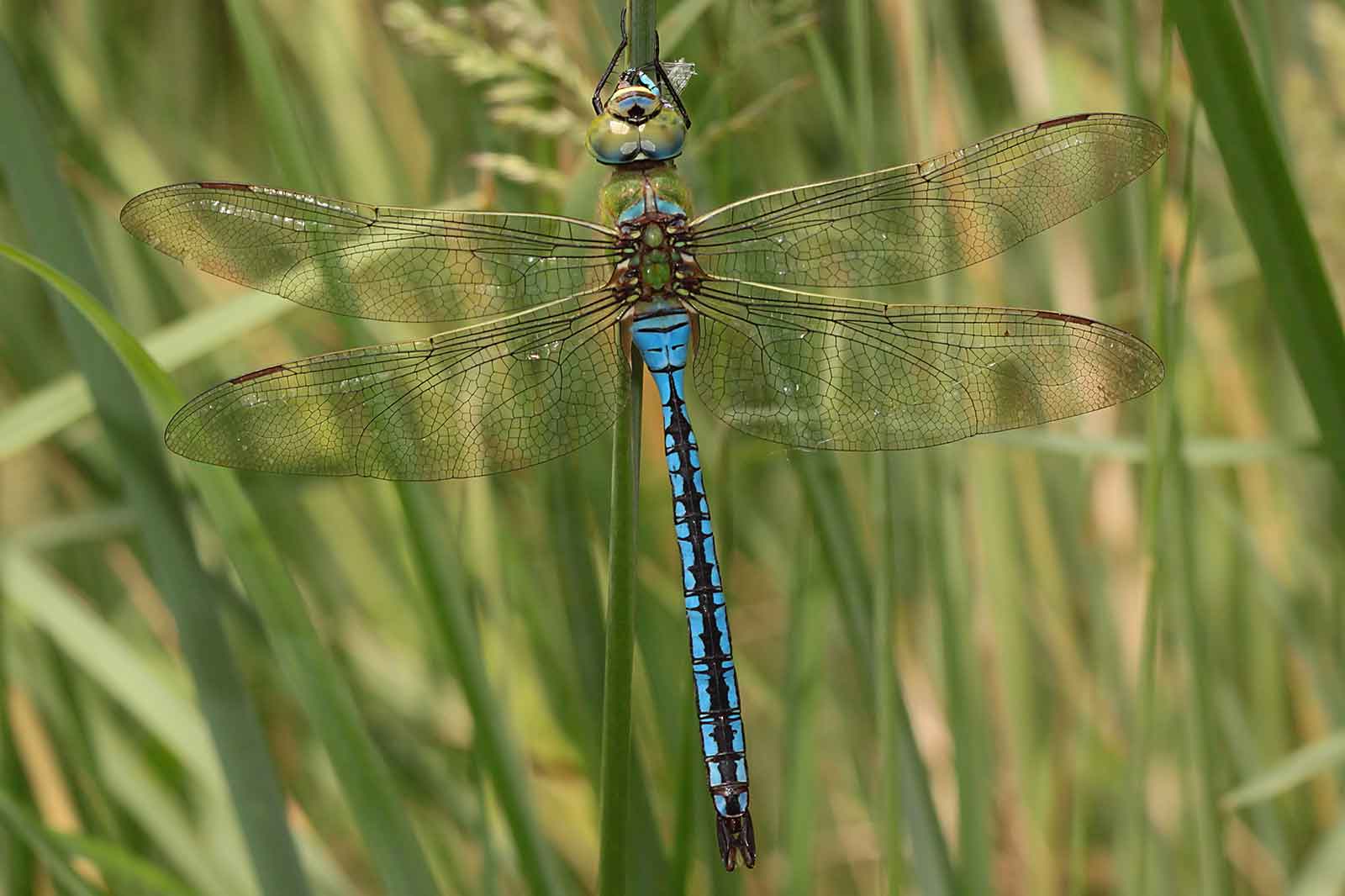 Eine Nahaufnahme einer lebhaften blauen Libelle, die auf einem Grashalm sitzt, umgeben von üppigem grünem Pflanzenbewuchs.