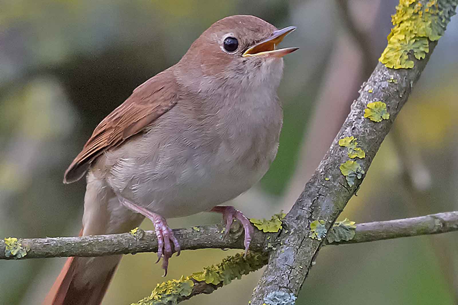 Eine Nahaufnahme eines singenden Vogels, der auf einem Zweig sitzt. Er zeigt sein braunes Gefieder und seinen leuchtend gelben Schnabel.
