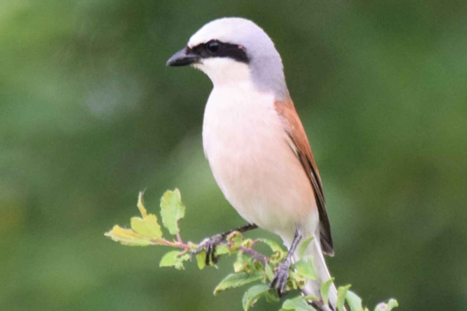 Ein kleiner Vogel mit grauem Kopf, schwarzer Maske und rötlich-braunen Flügeln, der auf einem blattigen Zweig sitzt.