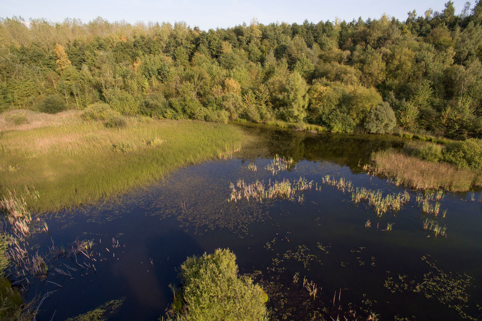 Eine Luftaufnahme eines ruhigen Teichs, umgeben von üppigem Grün und hohen Röhren unter klarem blauen Himmel.