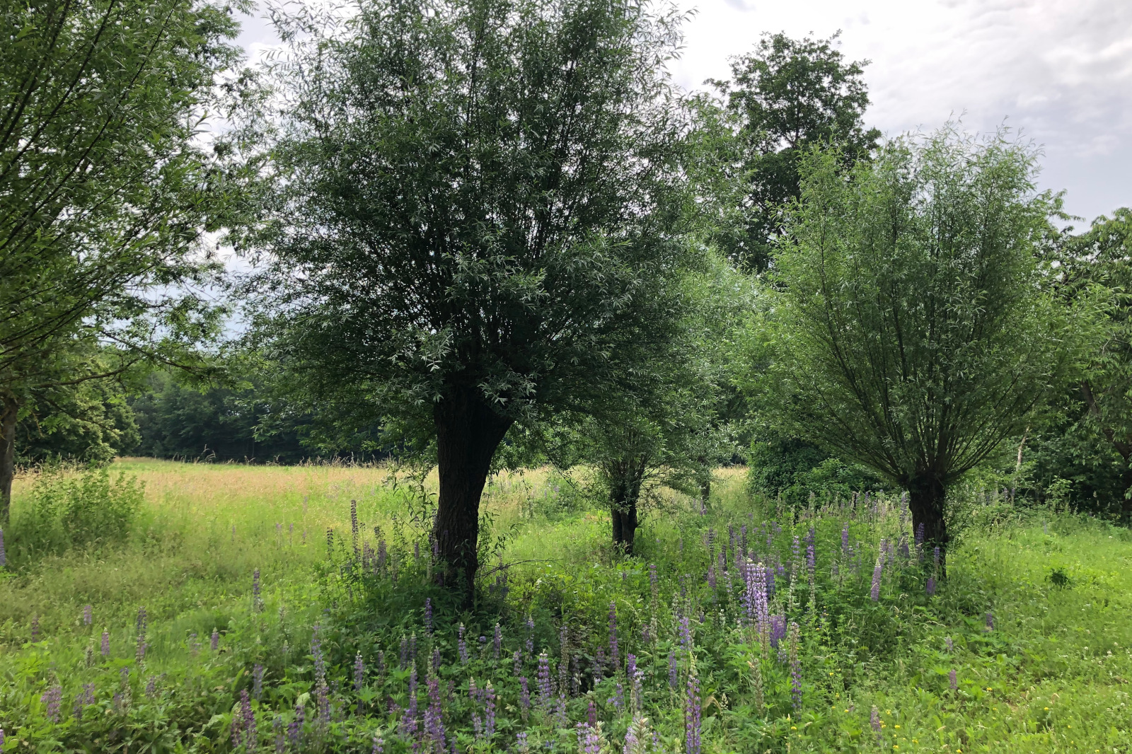 Ein üppiges grünes Feld mit mehreren Bäumen und lila Blumen, die eine ruhige Naturlandschaft unter einem bewölkten Himmel schaffen.