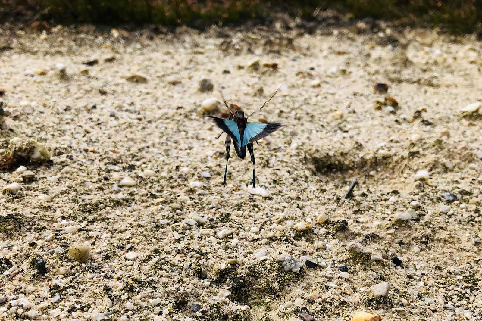 Ein blauer Schmetterling fliegt über eine sandige Oberfläche, die mit kleinen Kieseln und Erde übersät ist.