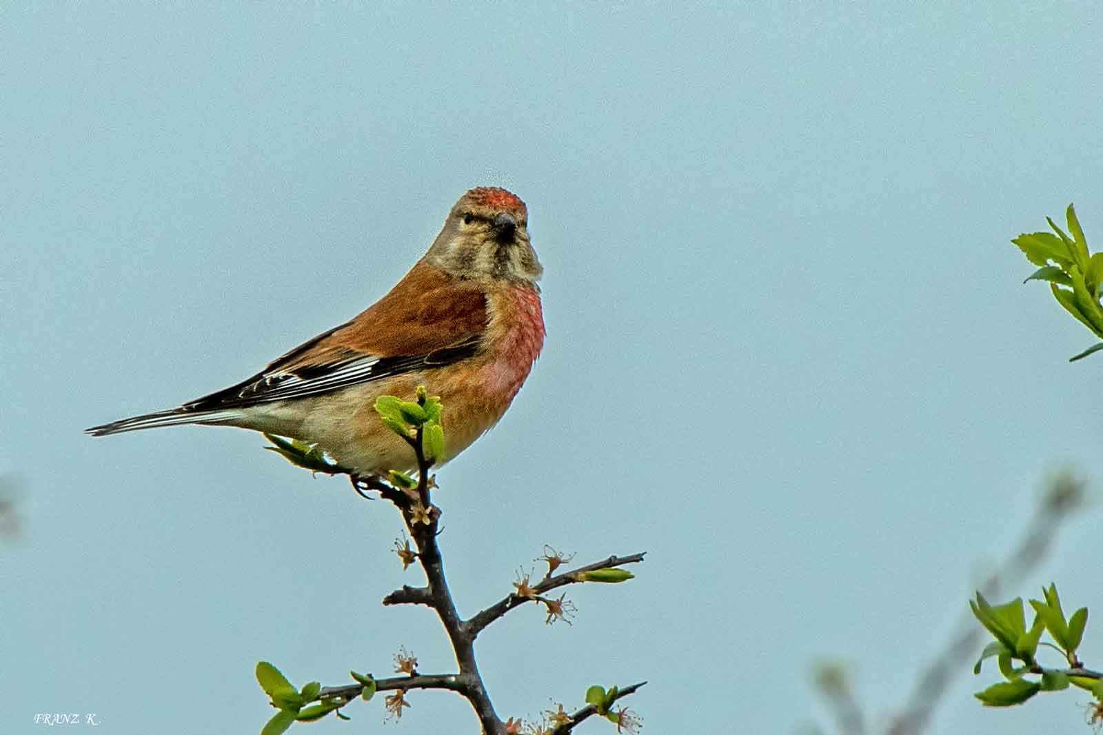 Eine Nahaufnahme eines Vogels, der auf einem Zweig sitzt, mit rötlich-braunem Gefieder und grünen Blättern im Hintergrund.