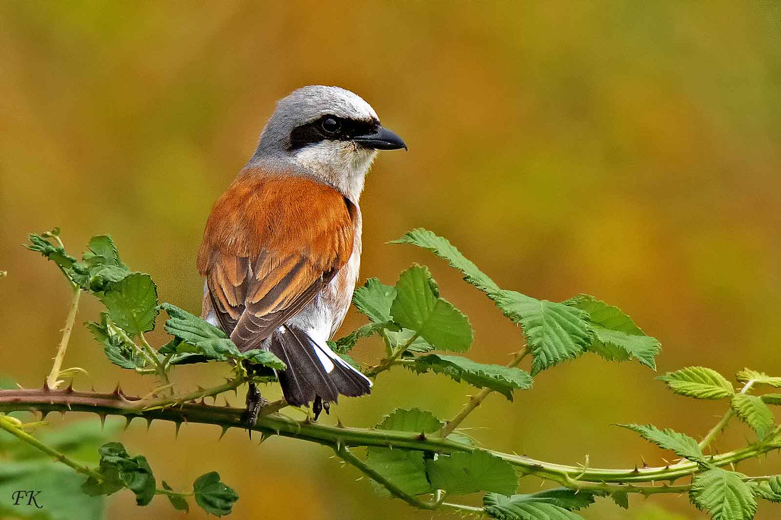 Eine Nahaufnahme eines Eurasischen Würger, der auf einem dornigen Ast sitzt, umgeben von leuchtend grünen Blättern und einem verschwommenen orangen Hintergrund.
