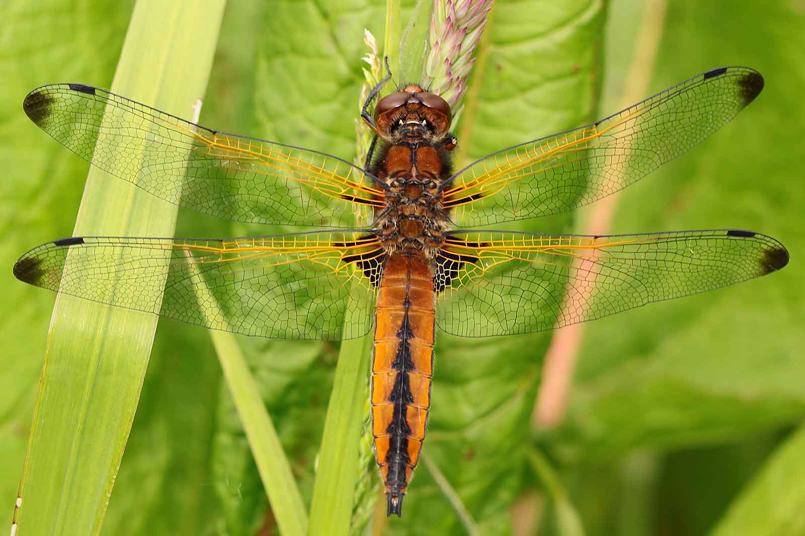 Ein detailliertes Bild einer Libelle mit komplexen Flügeln, die auf grünem Laub sitzt.