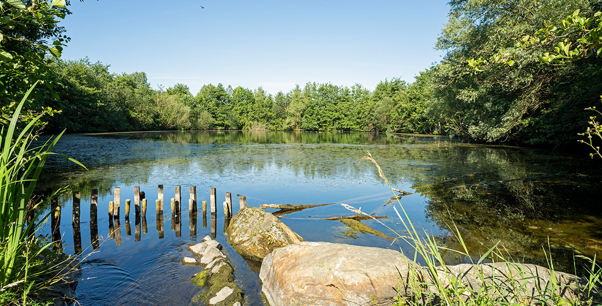 Ein ruhiger Teich umgeben von Bäumen, mit einem Holzsteg im Vordergrund, der ins Wasser führt.