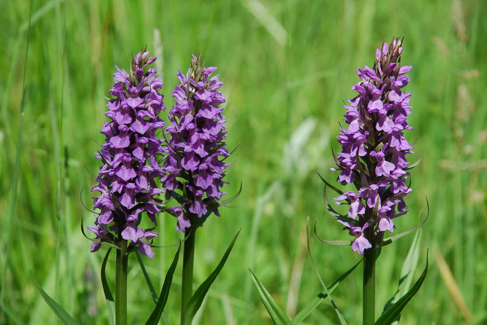 Zwei Cluster lebendiger lila Orchideen stehen hoch zwischen dem üppigen grünen Gras im hellen Sonnenlicht.