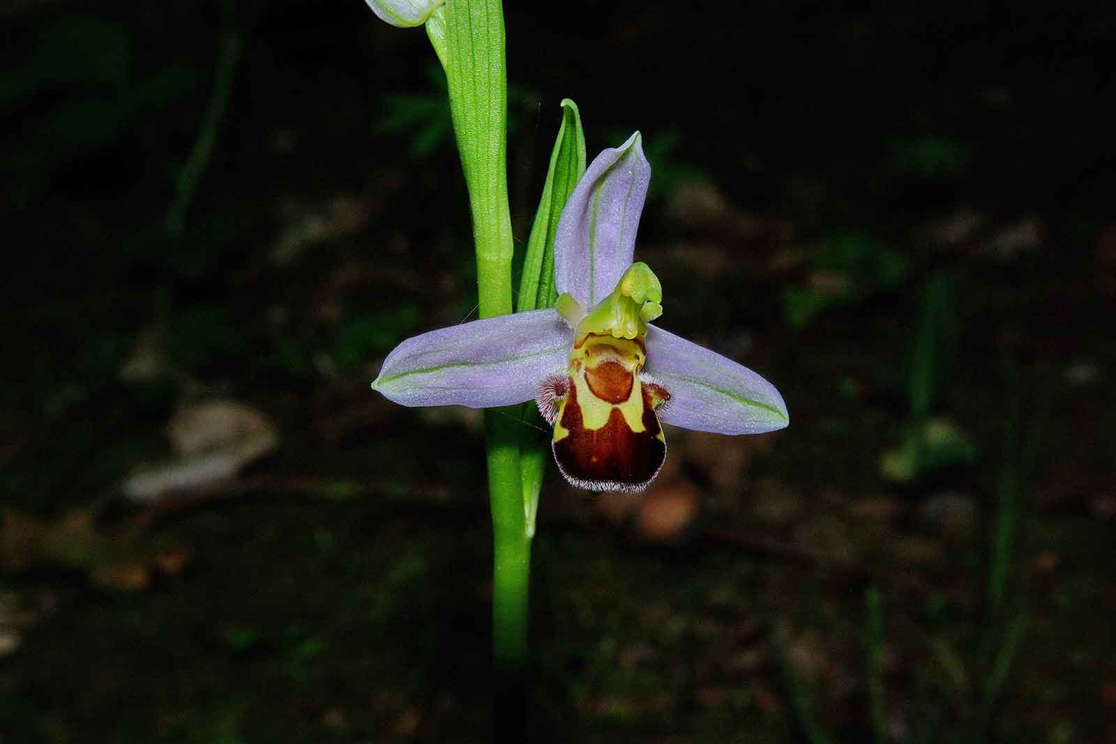 Eine Nahaufnahme einer einzigartigen lila Orchidee mit einem braun-gelben Muster in der Mitte, vor einem dunklen Hintergrund.