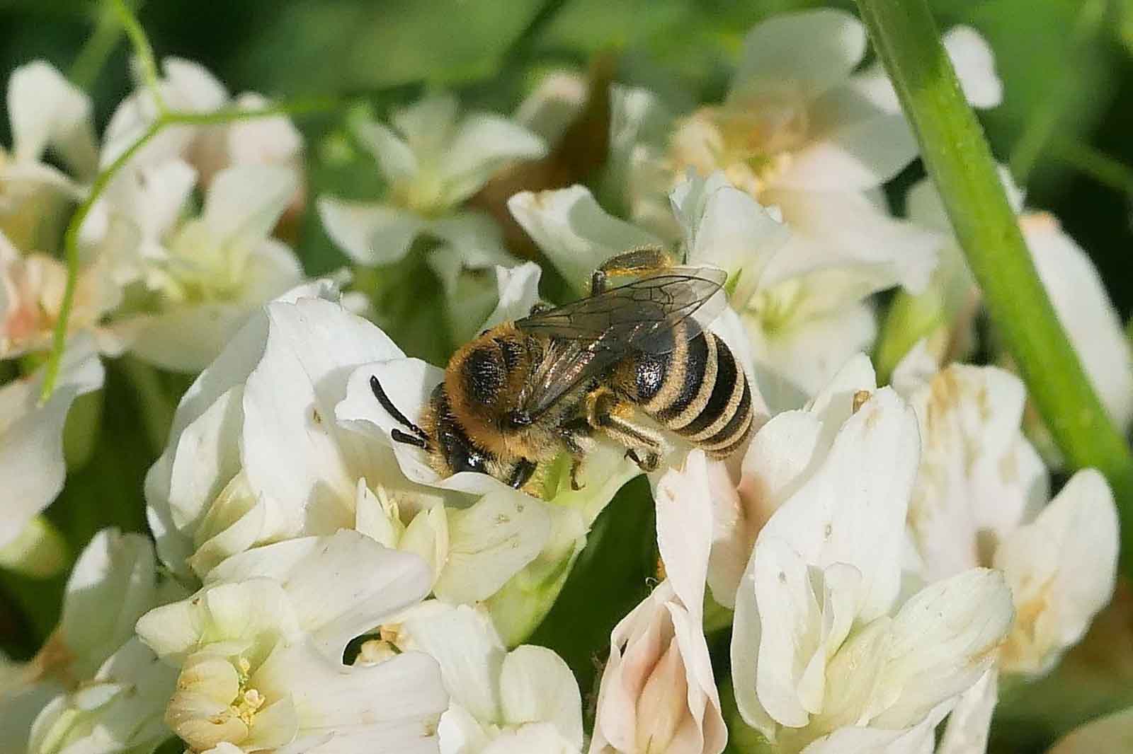 Eine Nahaufnahme einer Biene auf weißen und blassrosa Blumen, die ihren gestreiften Körper und die zarten Flügel zeigt.