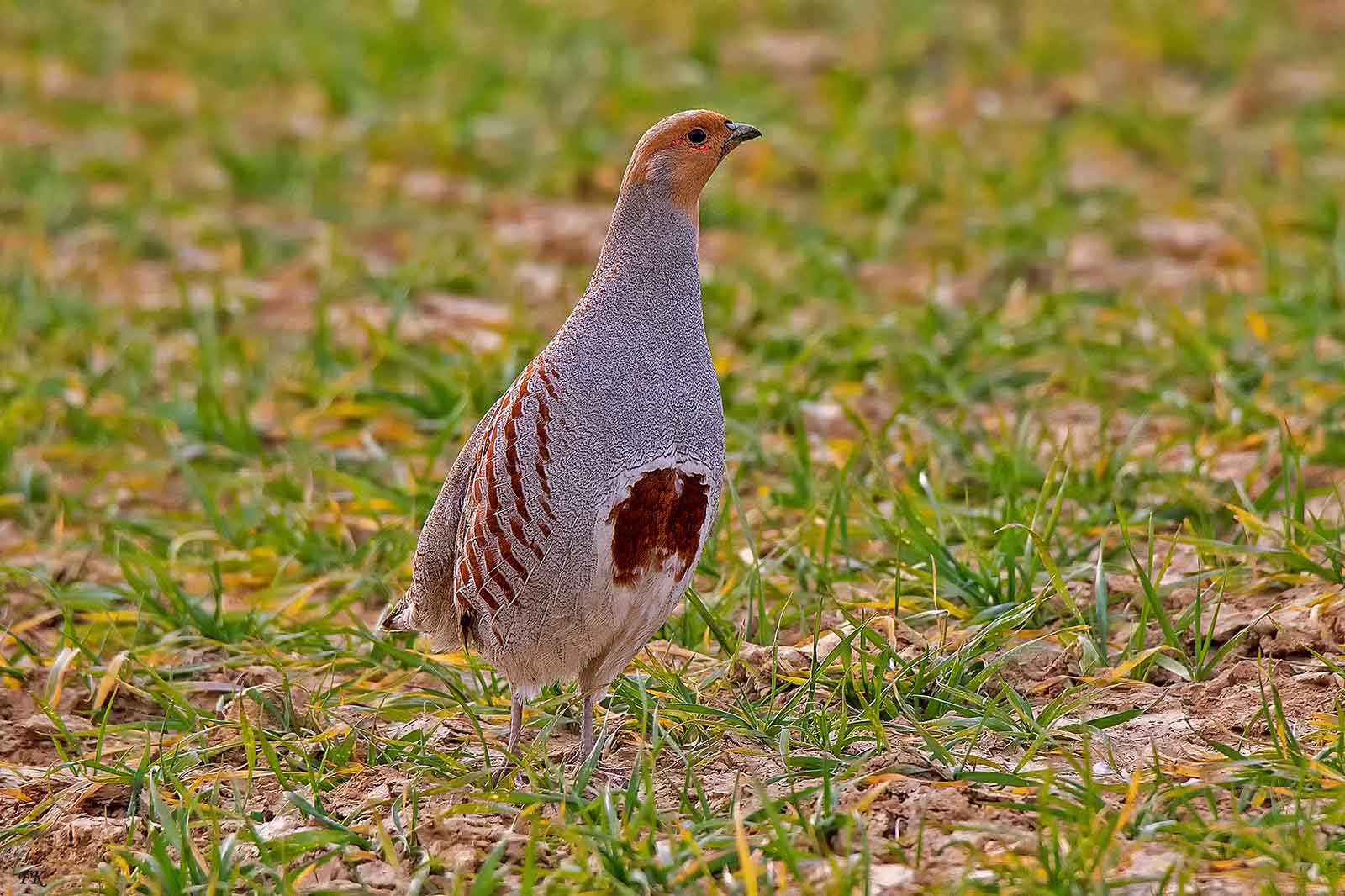 Ein graubrauner Vogel steht auf einem grasigen Boden und zeigt sein charakteristisches Gefieder in einer natürlichen Umgebung.
