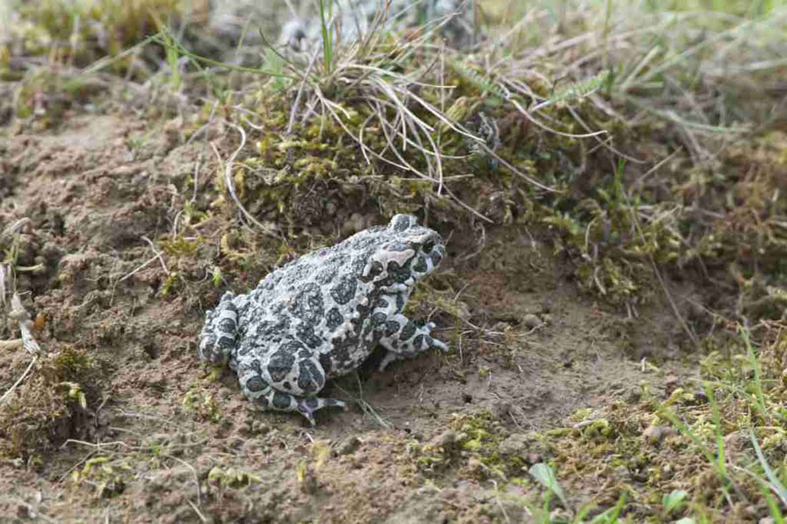 Ein grau und schwarz gemusterter Frosch sitzt auf dem Boden zwischen spärlichem Gras und Moos.