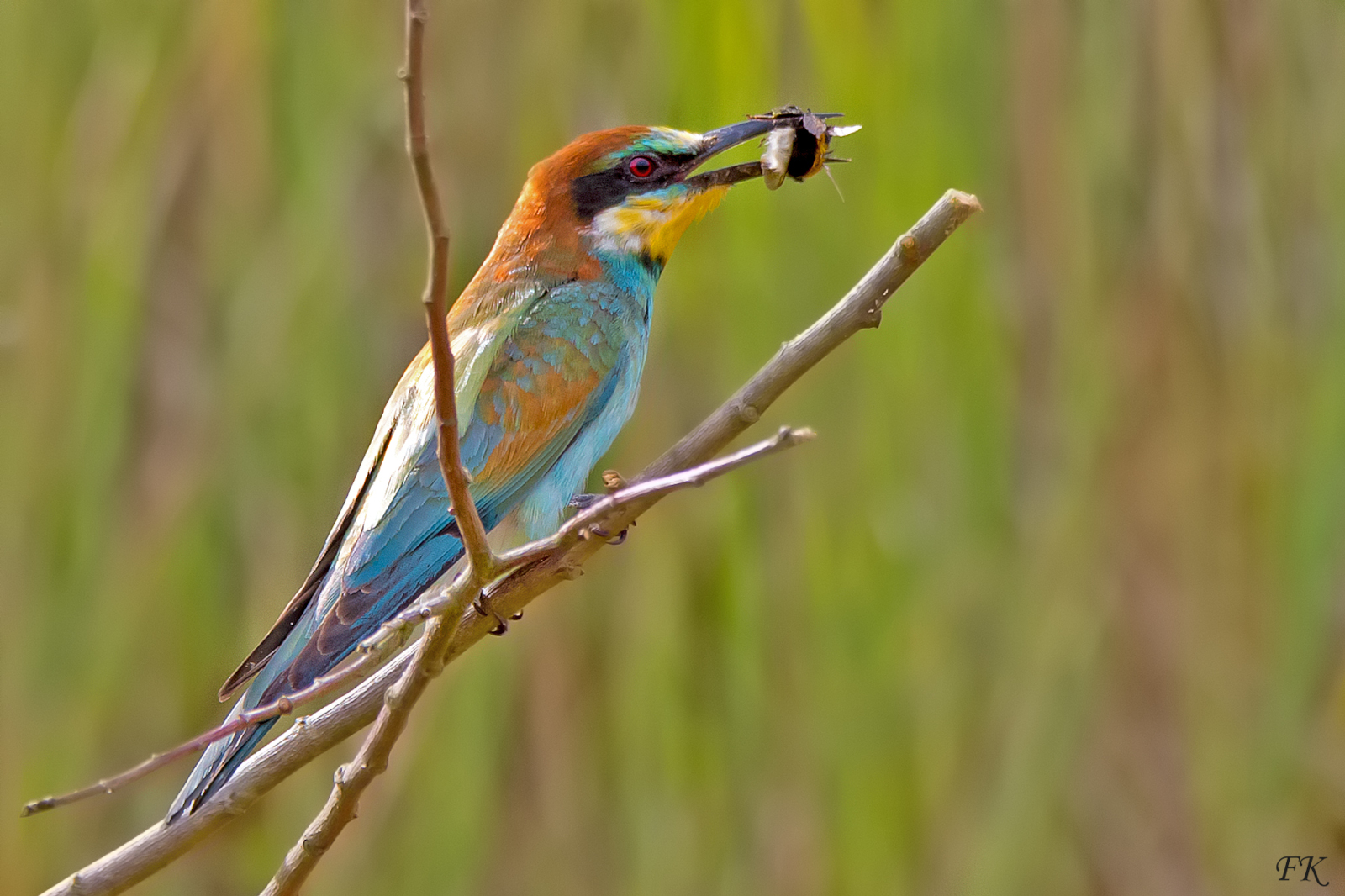 Ein bunter Vogel sitzt auf einem Ast und hält ein Insekt in seinem Schnabel vor einem verschwommenen grünen Hintergrund.